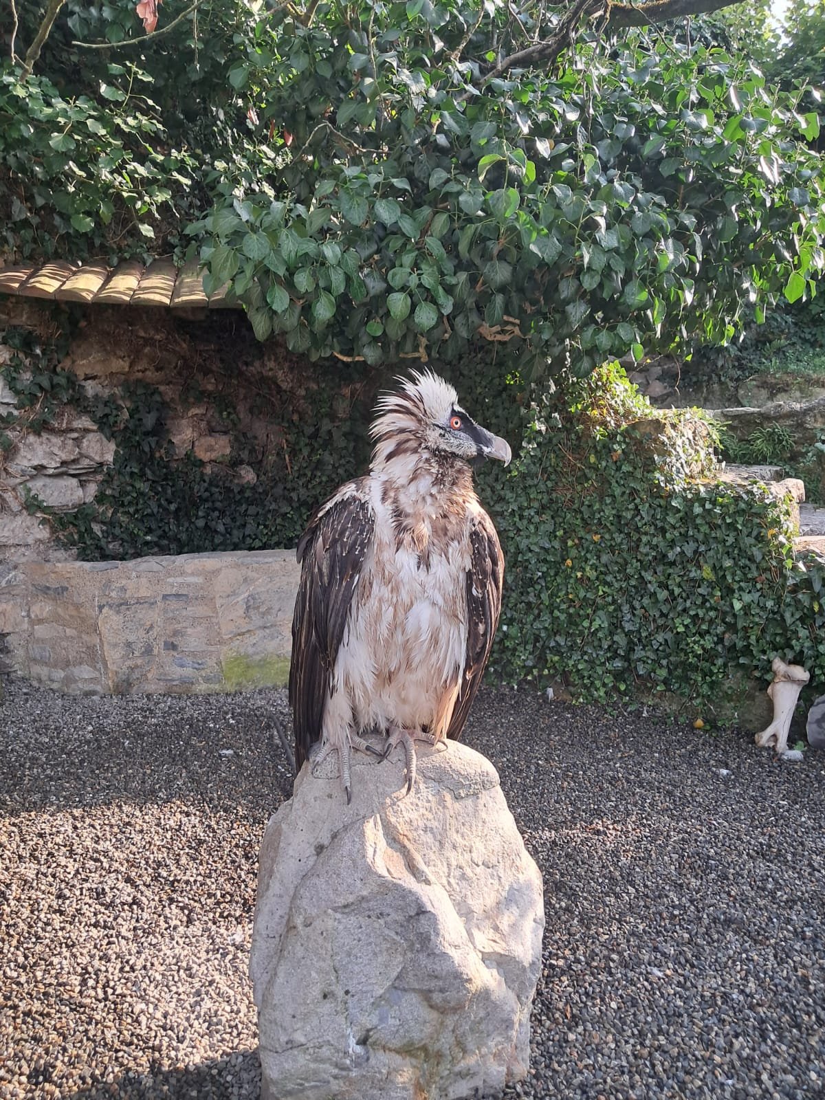 Donjon des aigles